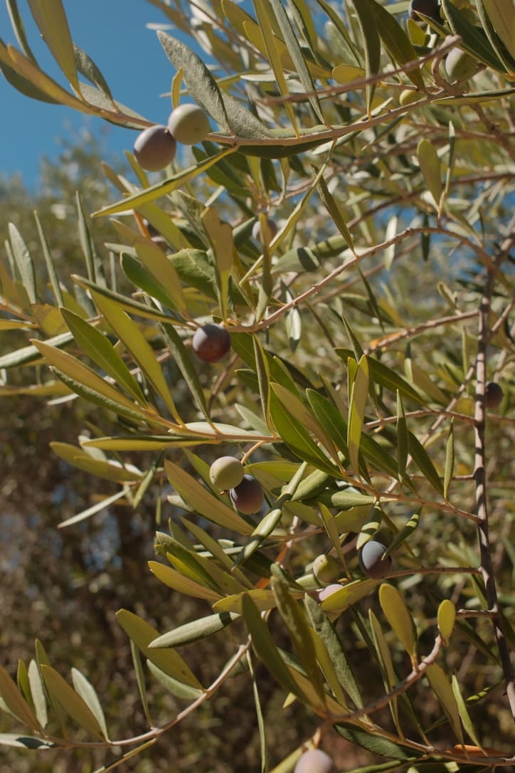 Ojai Olive Oil Company — 3